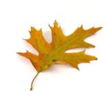 oak, leaf, color